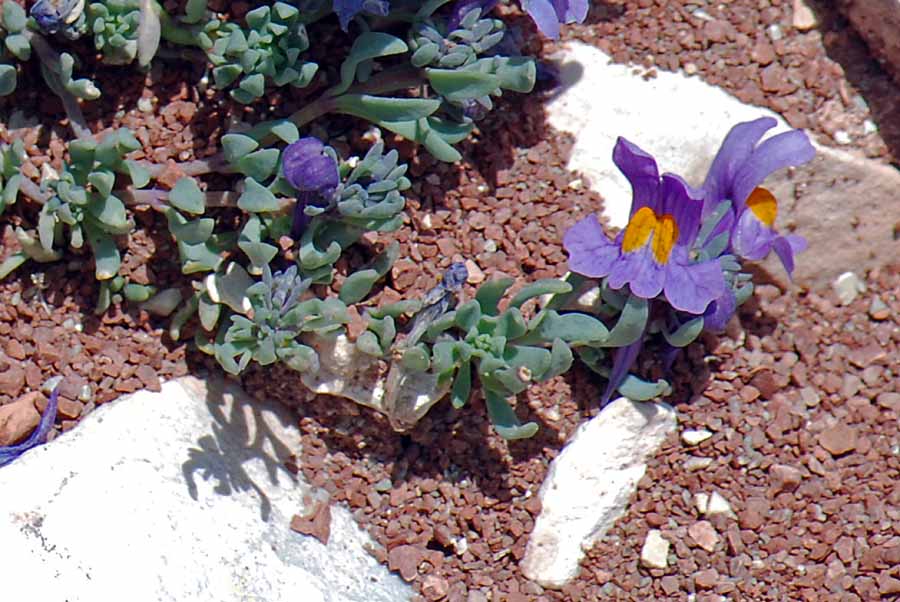 Linaria alpina / Linajola alpina